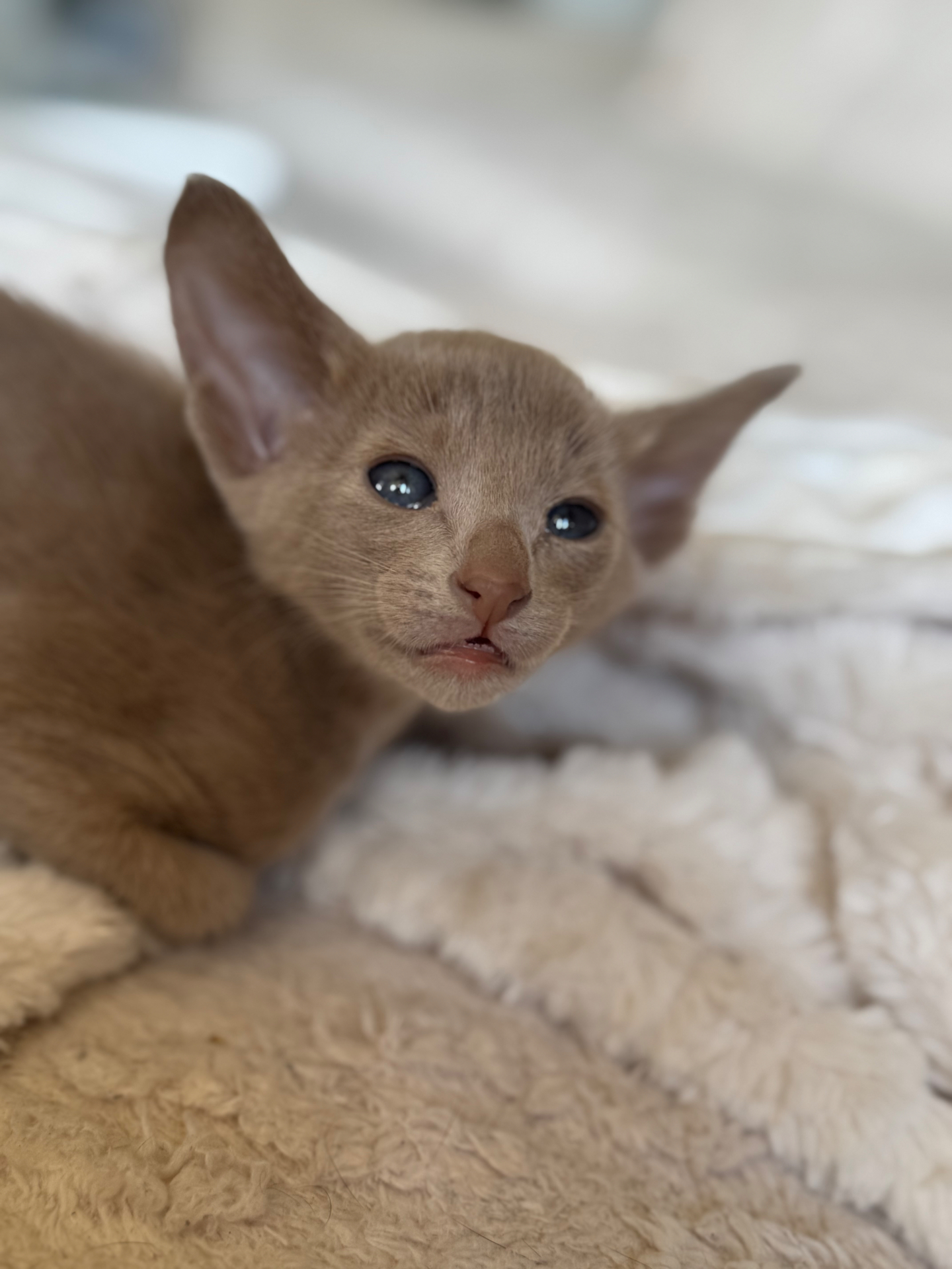 Portrait de chaton Oriental fawn aux yeux bleus