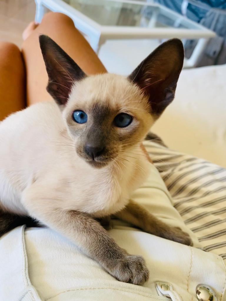 Chaton siamois seal point câliné sur les genoux