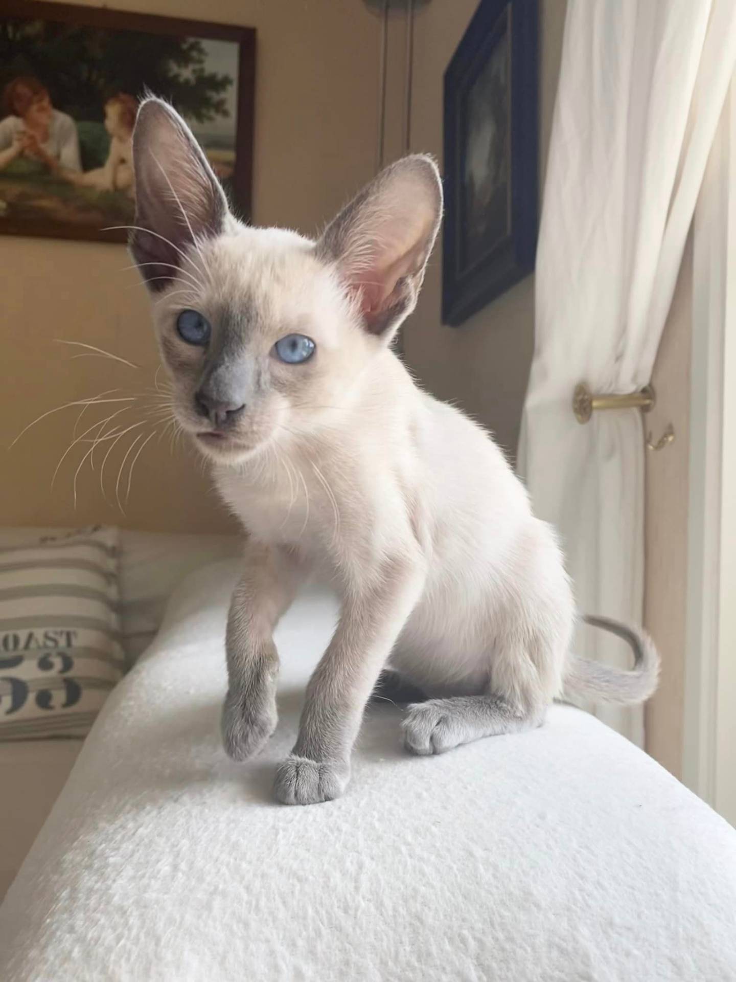 Kiki Dee, chaton siamois blue point sur un fauteuil blanc