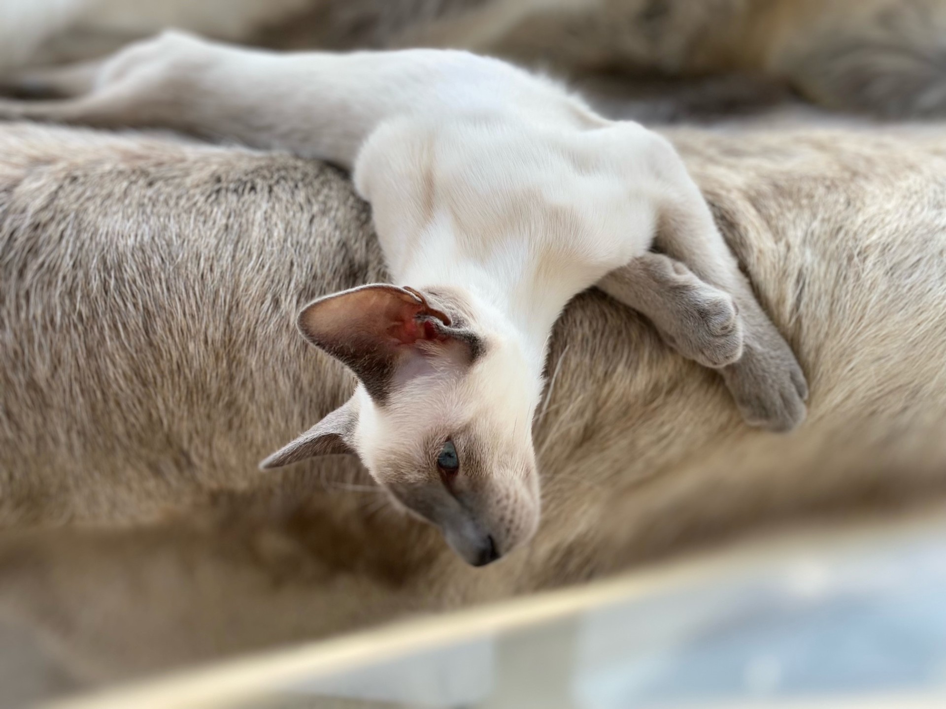 Chat Siamois endormi paisiblement