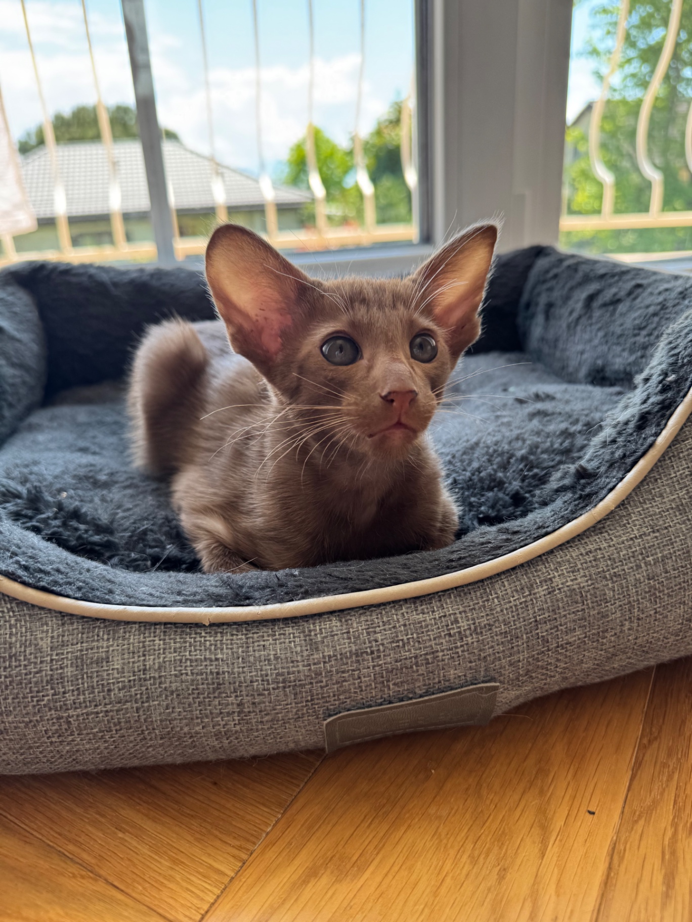 Chaton Oriental fawn au regard curieux