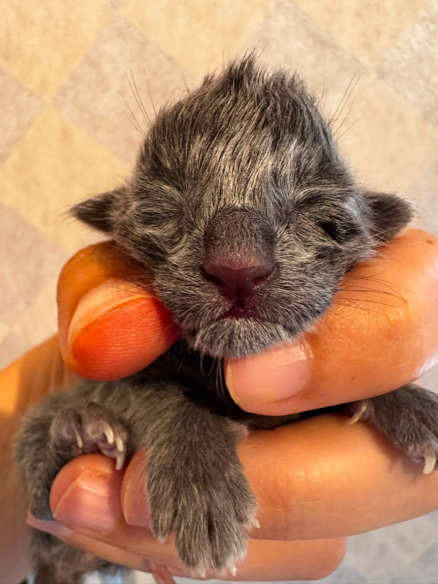 Native, chaton Oriental Shorthair bleu né le 25 août 2026 à l'élevage Les Chats Chiens du Siam