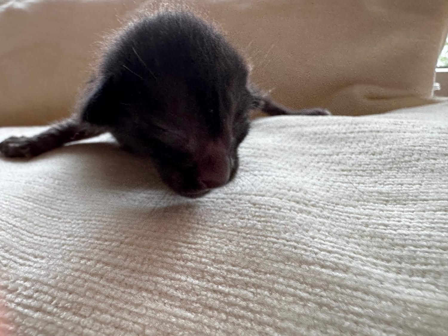 Neo, chaton Oriental Shorthair noir à 3 jours de vie (28 août 2026), en gros plan, portée 2026 des Chats Chiens du Siam