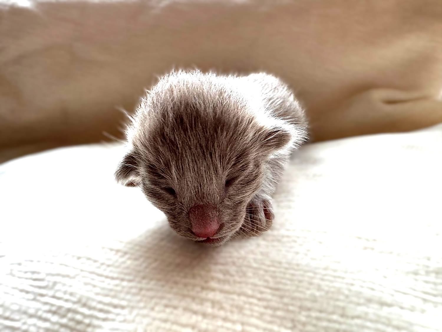 Nox, chaton Oriental Shorthair lilas à 3 jours de vie (28 août 2026), portée 2026 des Chats Chiens du Siam