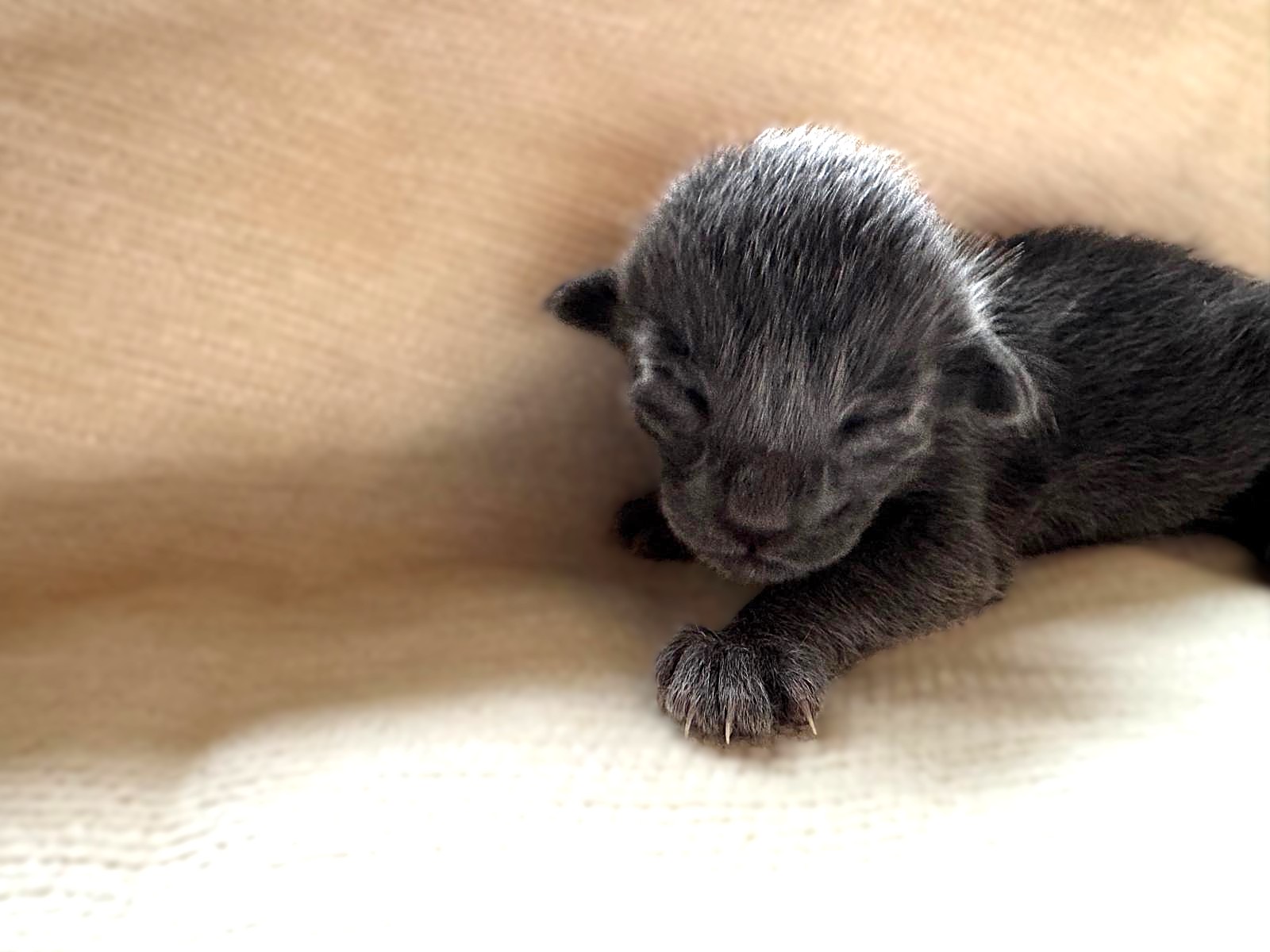 Gros plan sur Native, chaton Oriental Shorthair bleu à la robe gris ardoise, portée 2026 des Chats Chiens du Siam