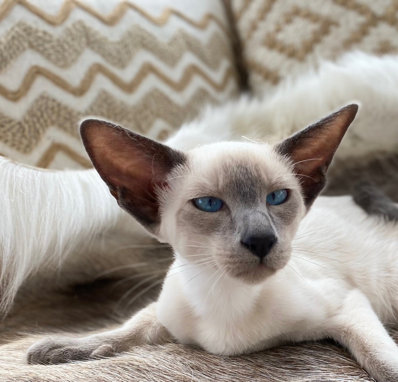 Portrait de chaton siamois blue point aux yeux bleus
