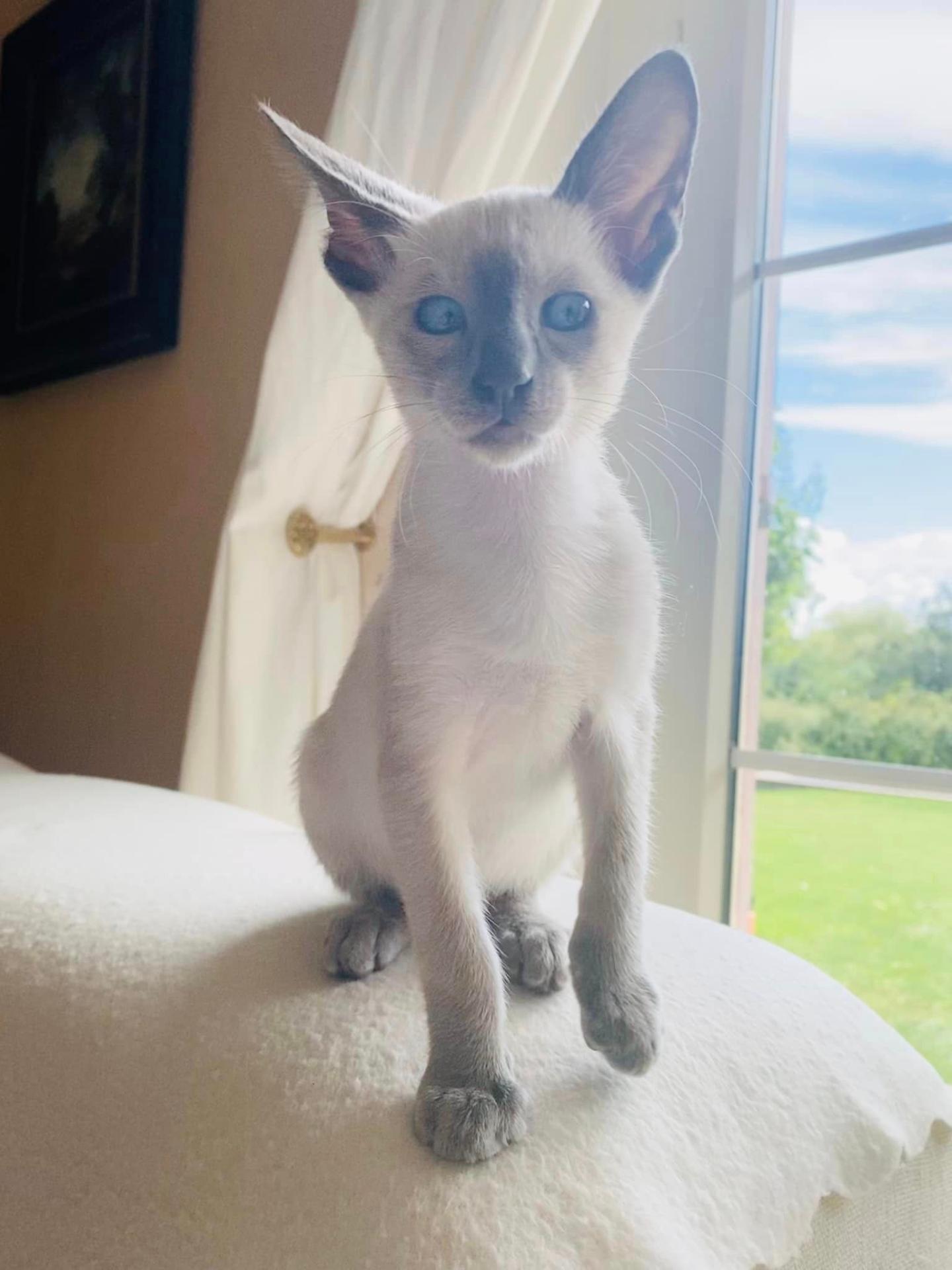 Kiki Dee, chaton Siamois au regard attentif