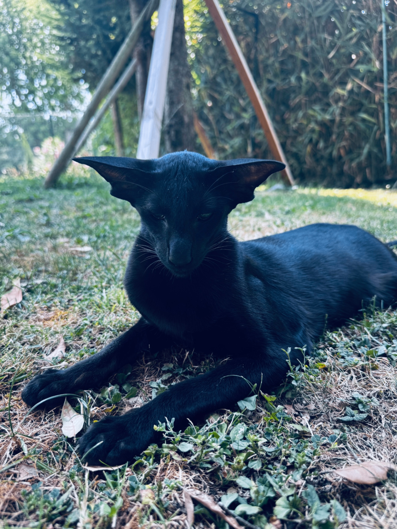 Xamira von Jumpira, Oriental Shorthair noir — photo 1