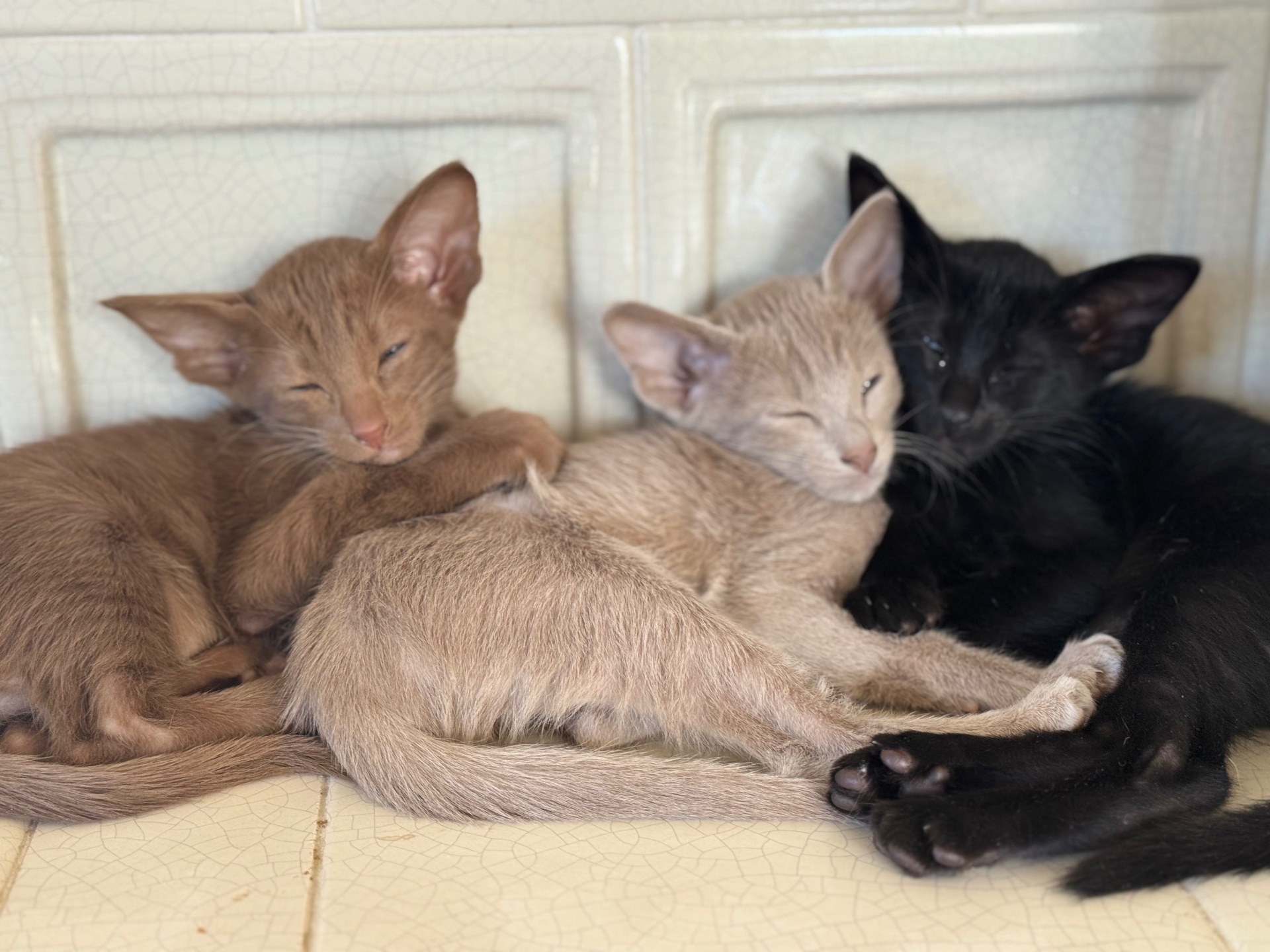 Trois chatons Orientaux endormis en câlin