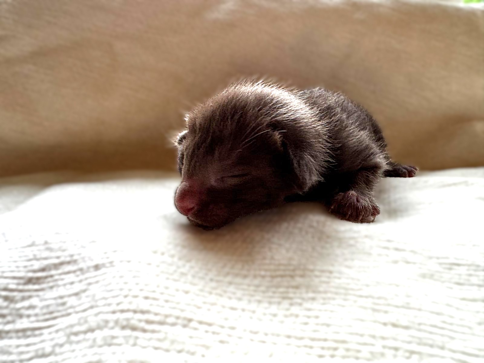 Node, chaton Oriental Shorthair chocolat endormi, robe brun chaud, portée 2026 des Chats Chiens du Siam