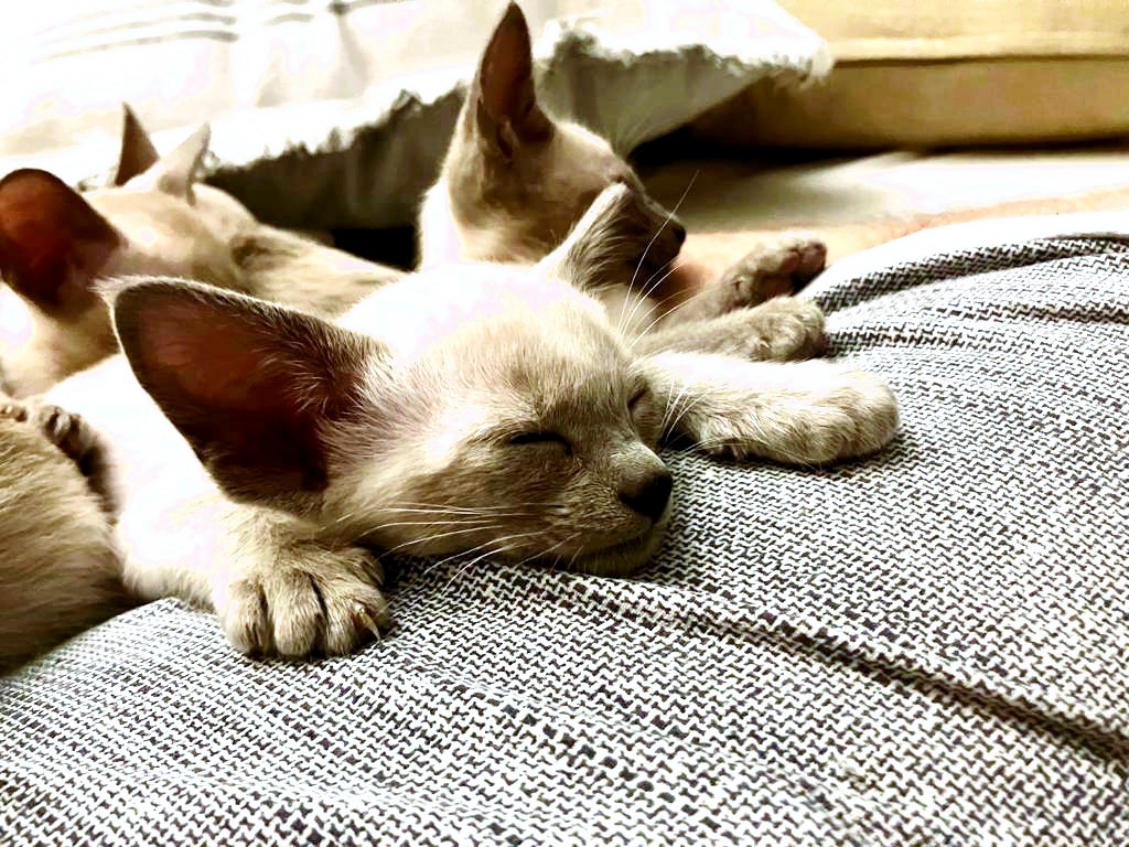 Chatons siamois lilac point endormis en fratrie