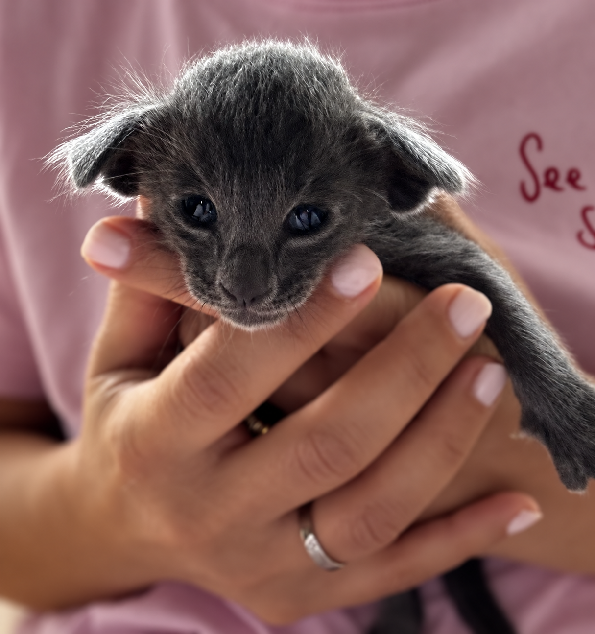 Gros plan d'un chaton Oriental Shorthair bleu de la portée 2026 aux yeux ouverts