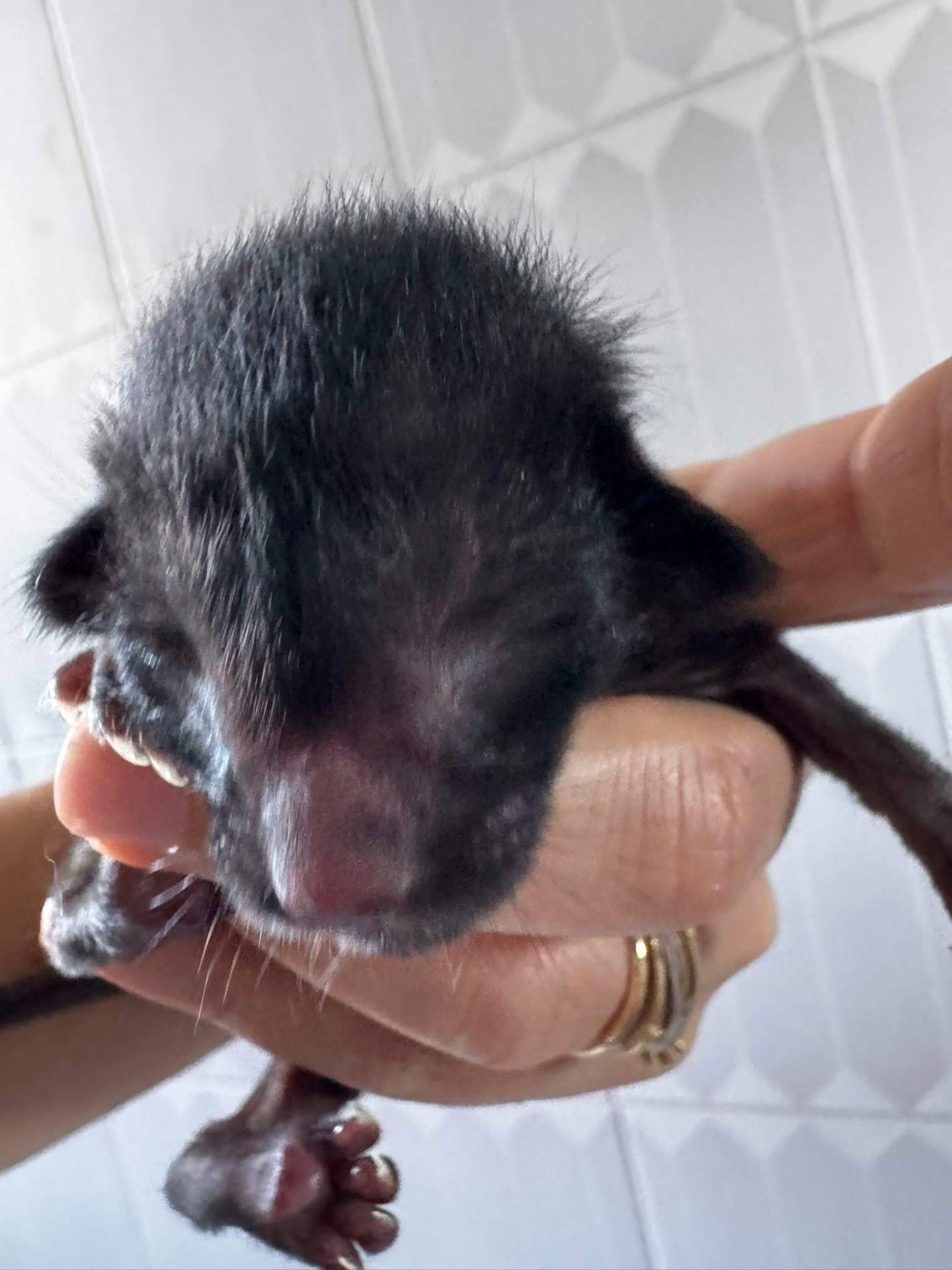 Neo, chaton Oriental Shorthair noir né le 25 août 2026 à l'élevage Les Chats Chiens du Siam
