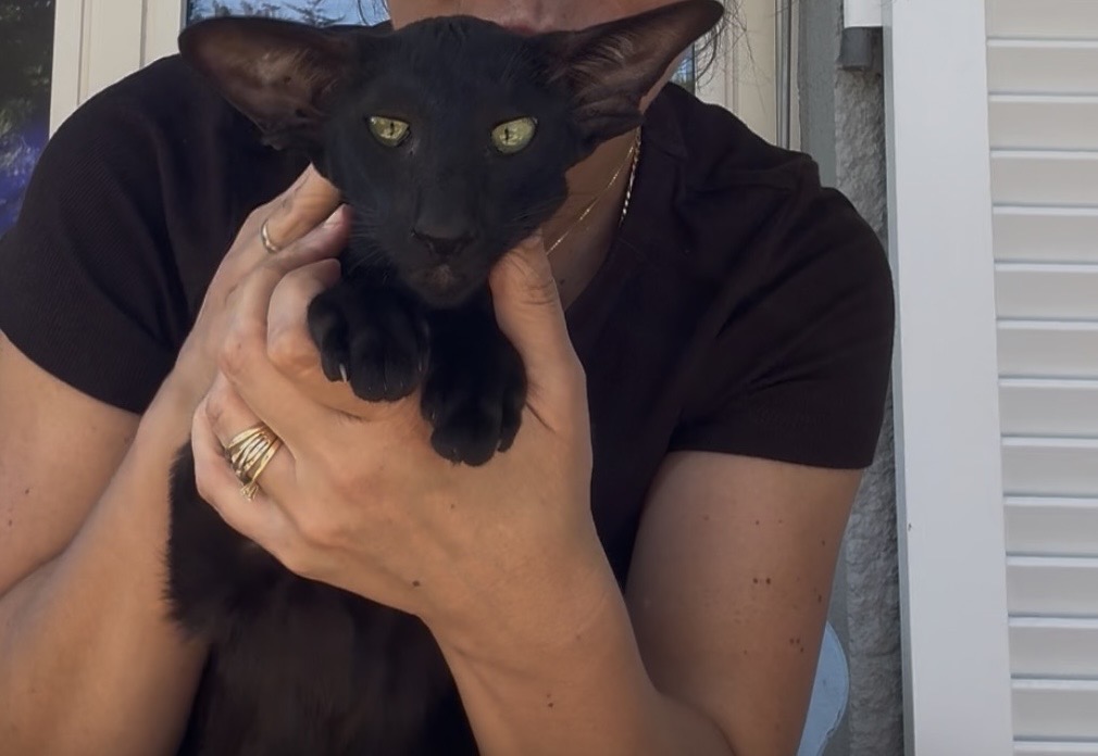 Chat Oriental Shorthair noir aux yeux verts