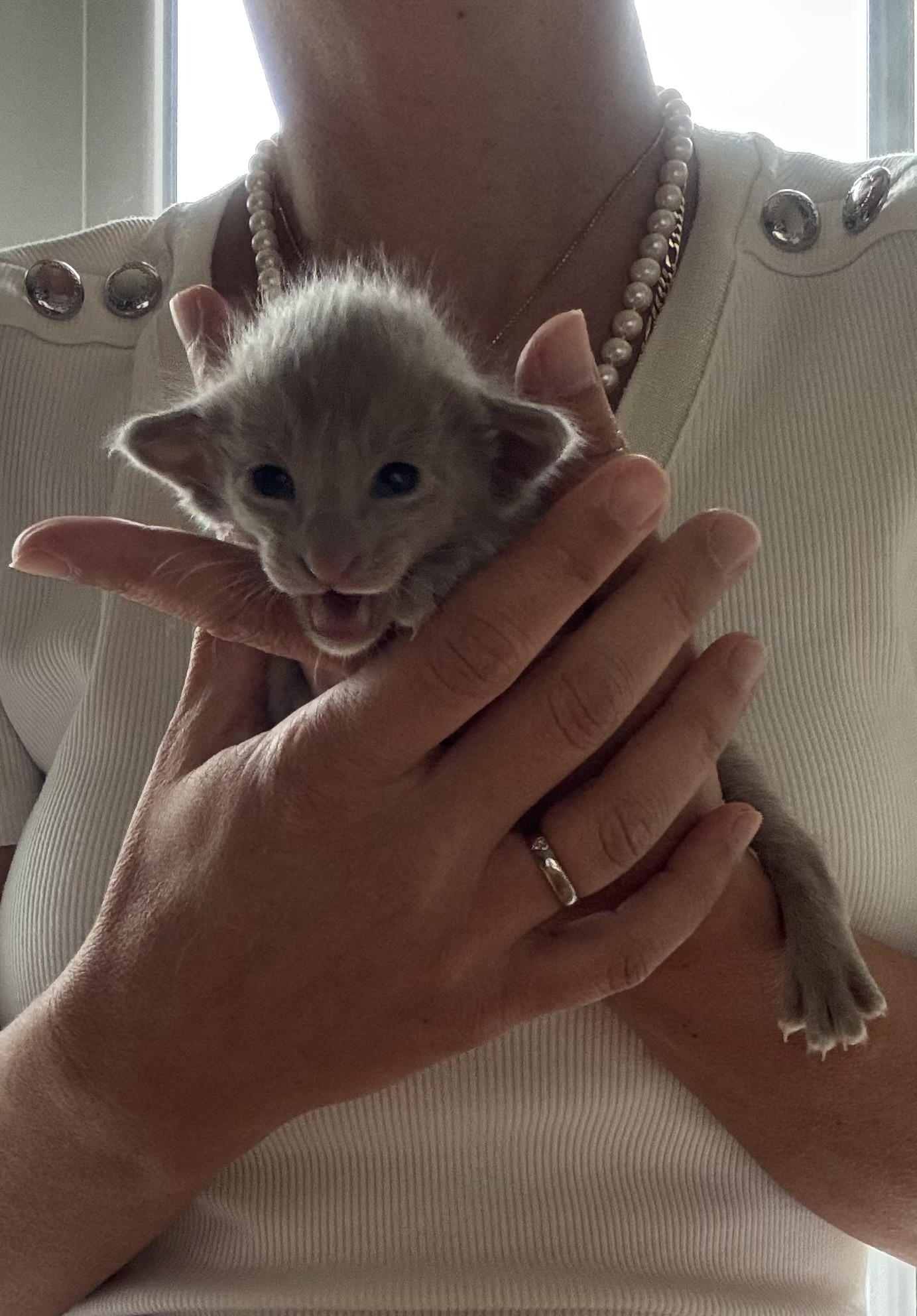 Portrait d'un chaton Oriental Shorthair bleu de la portée 2026 tenu dans les mains de l'éleveuse