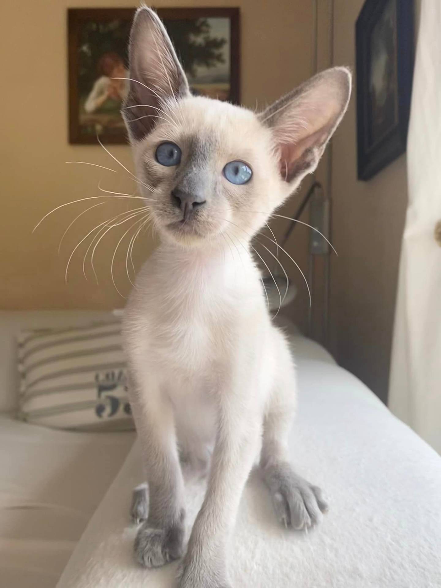 Kiki Dee, portrait de chaton siamois blue point aux longues moustaches