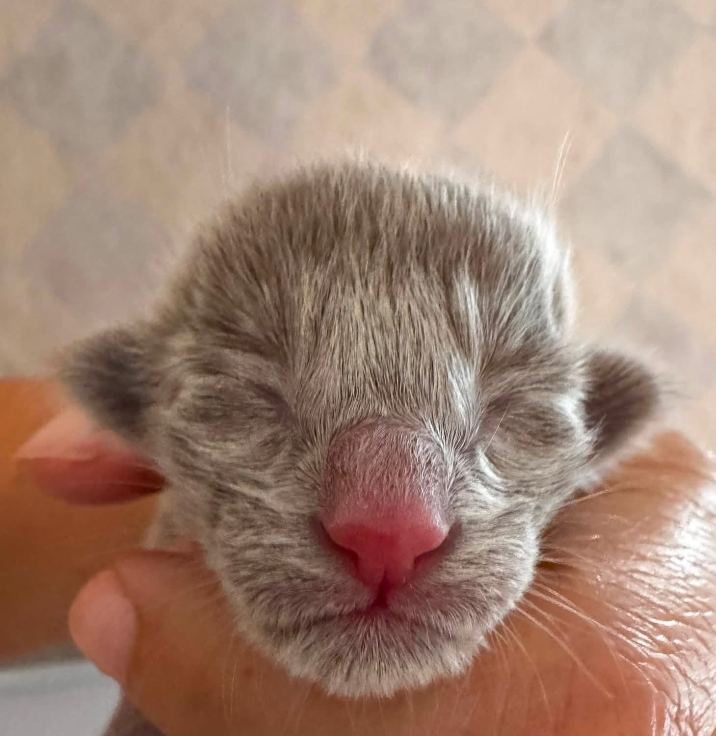 Nox, chaton Oriental Shorthair lilas né le 25 août 2026 à l'élevage Les Chats Chiens du Siam