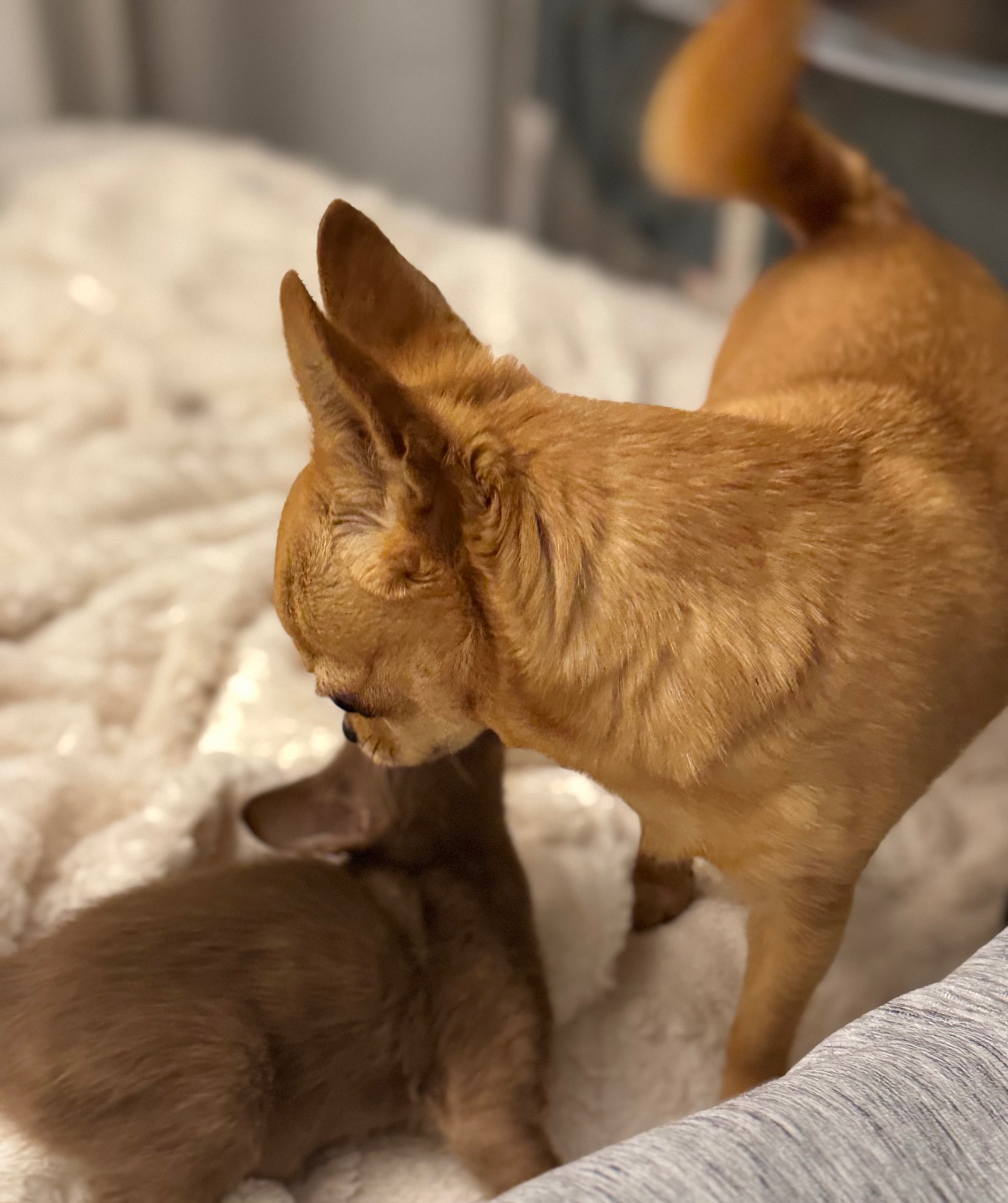 Lupita, petite chihuahua fauve, veille tendrement sur un chaton Oriental Shorthair