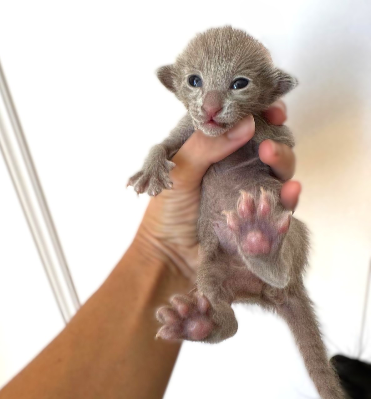 Jeune chaton Oriental Shorthair lilas de la portée 2026 montrant ses coussinets roses