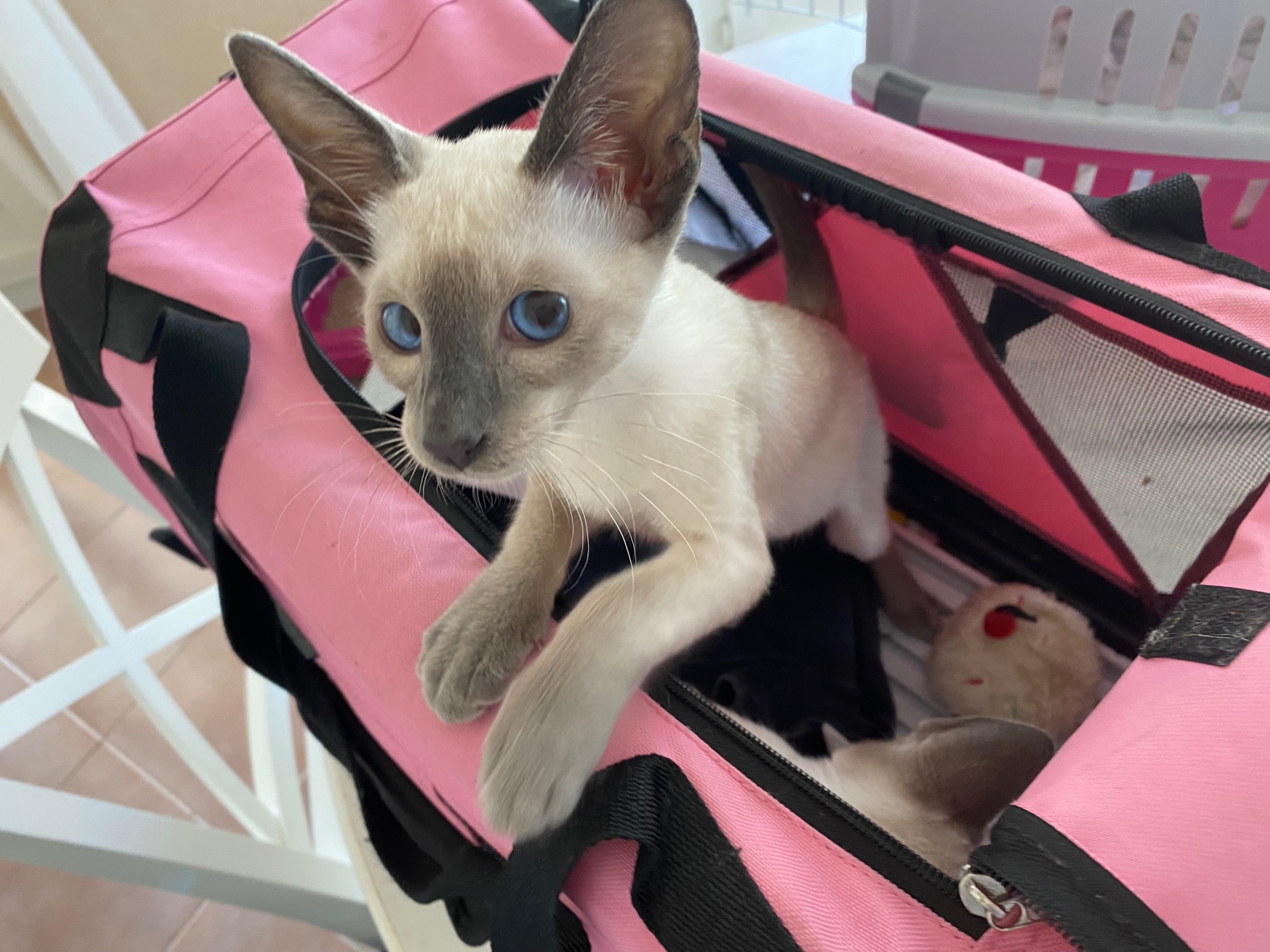 Chaton siamois blue point aux yeux bleus dans un sac de transport rose