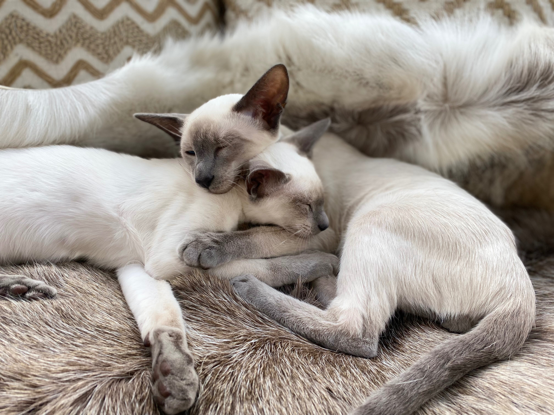 Deux chatons siamois blue point endormis blottis contre leur maman