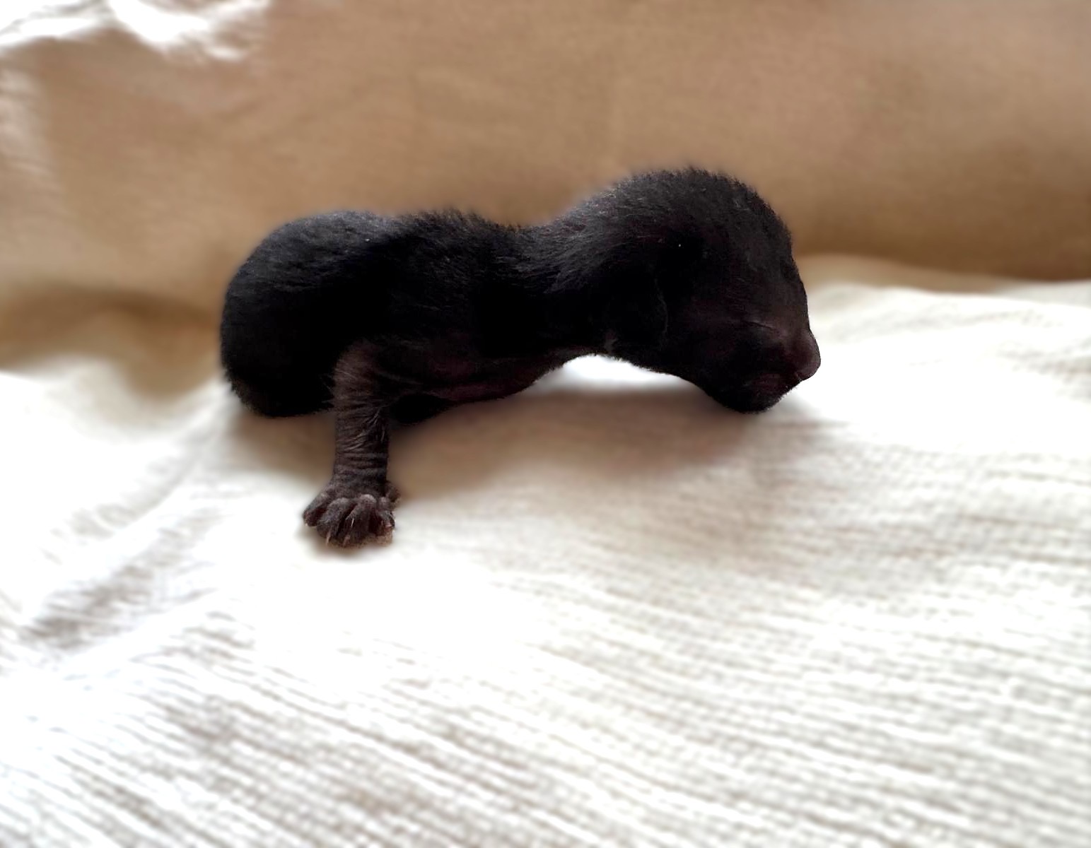 Nala, chaton Oriental Shorthair noir de profil sur un tissu blanc, portée 2026 des Chats Chiens du Siam
