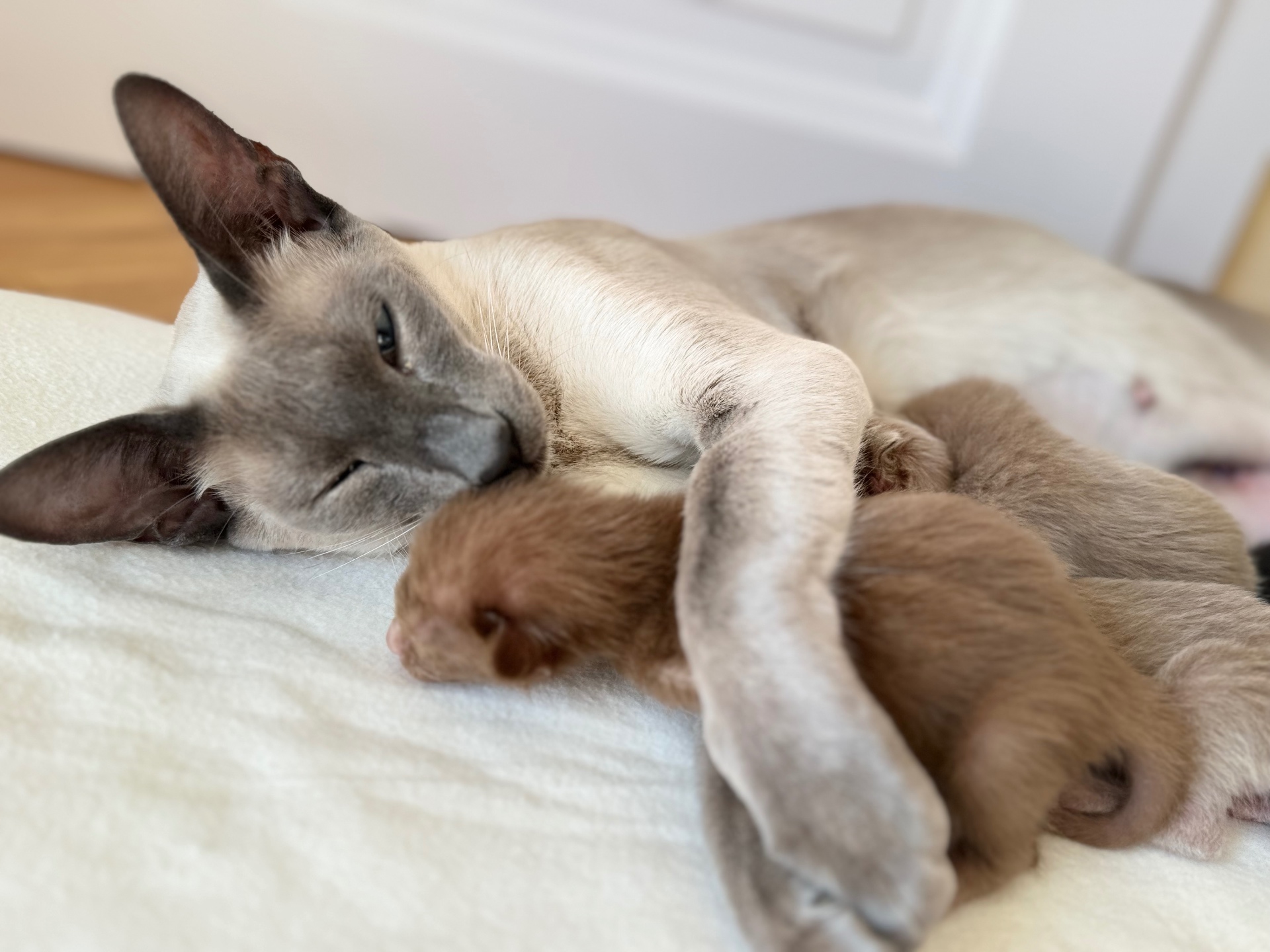 Maman siamoise blue point avec ses chatons