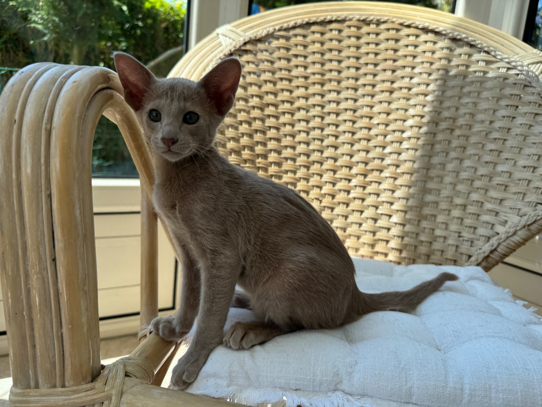 Chaton Oriental Shorthair noir dans le jardin