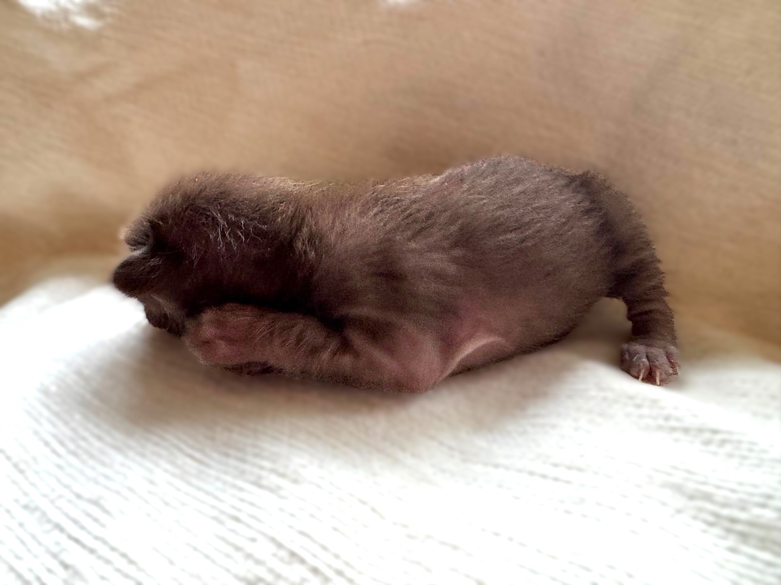 Chaton Oriental Shorthair chocolat nouveau-né de la portée 2026 allongé sur une couverture claire