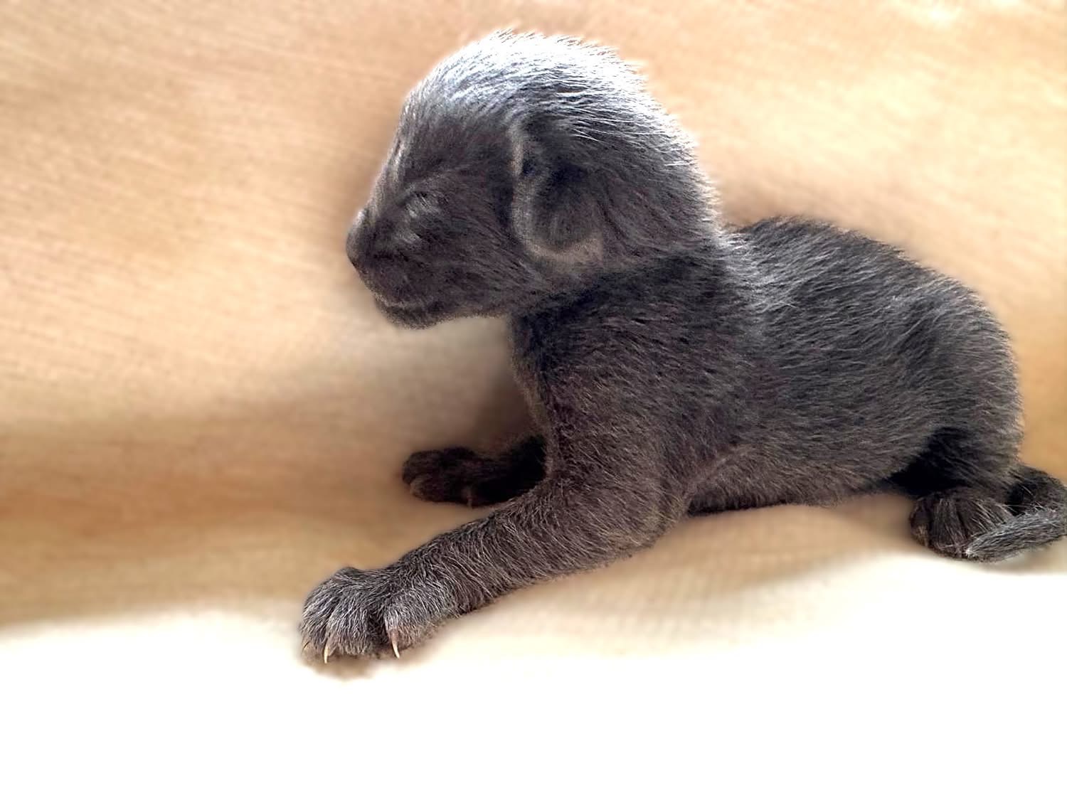 Native, chaton Oriental Shorthair bleu à 3 jours de vie (28 août 2026), de profil, portée 2026 des Chats Chiens du Siam