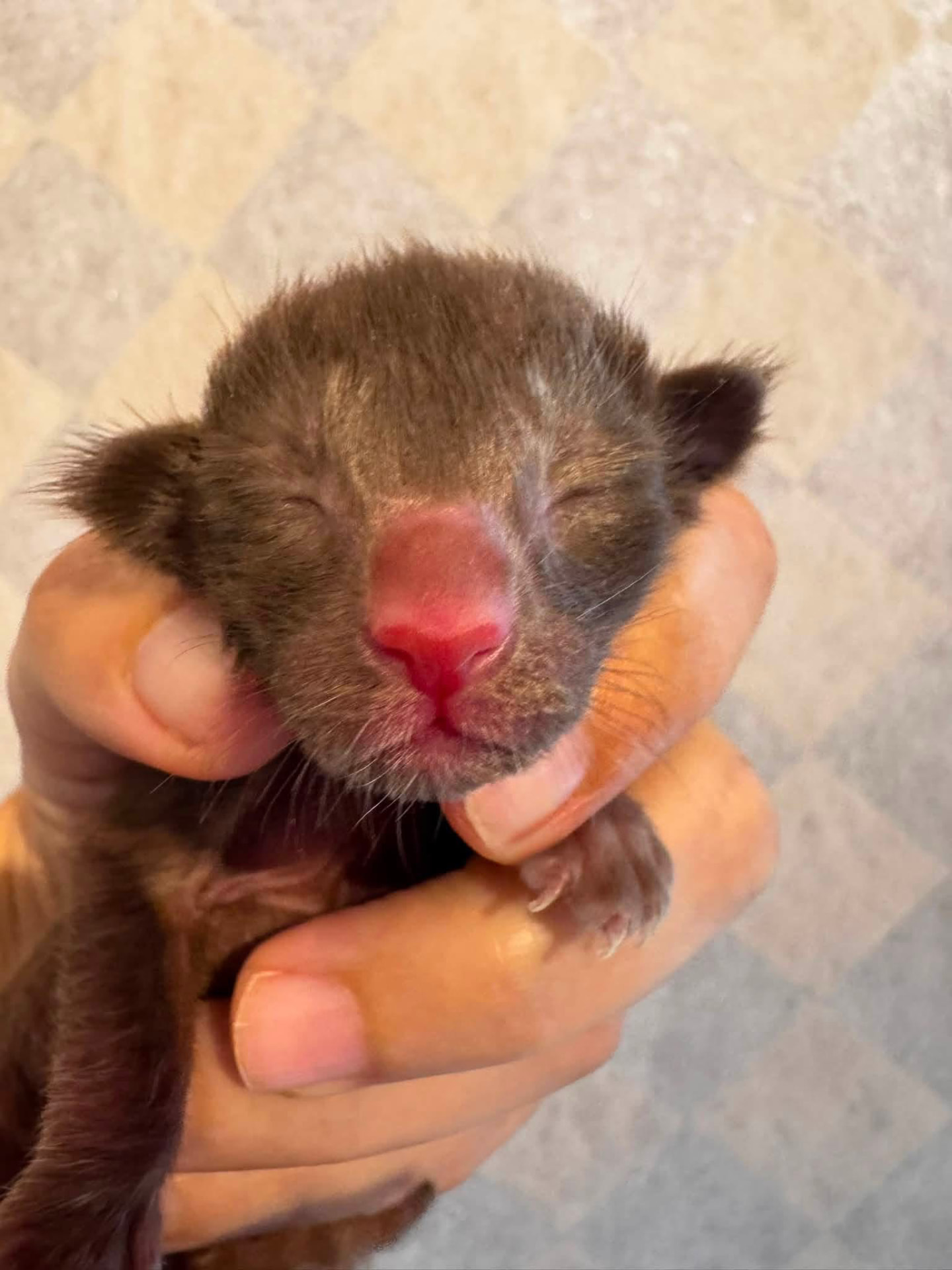 Node, chaton Oriental Shorthair chocolat né le 25 août 2026 à l'élevage Les Chats Chiens du Siam