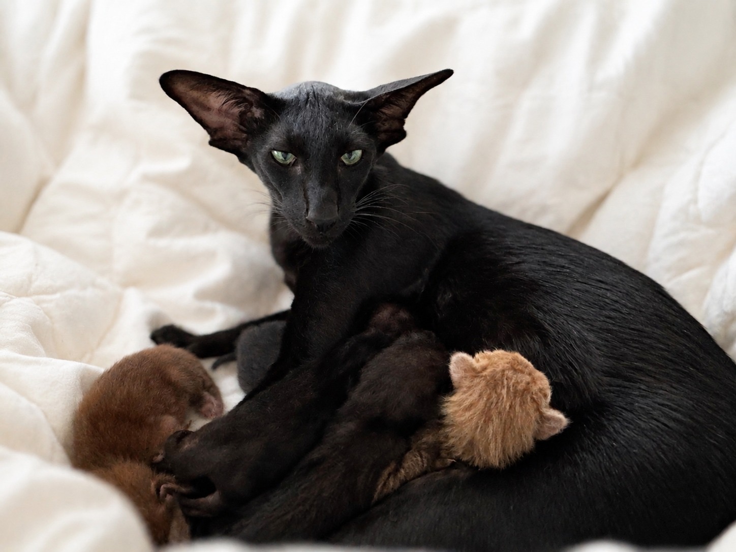 Xamira, chatte Oriental Shorthair noire aux yeux verts, allongée avec ses chatons de la portée 2026 à 3 jours de vie (28 août 2026), élevage Les Chats Chiens du Siam
