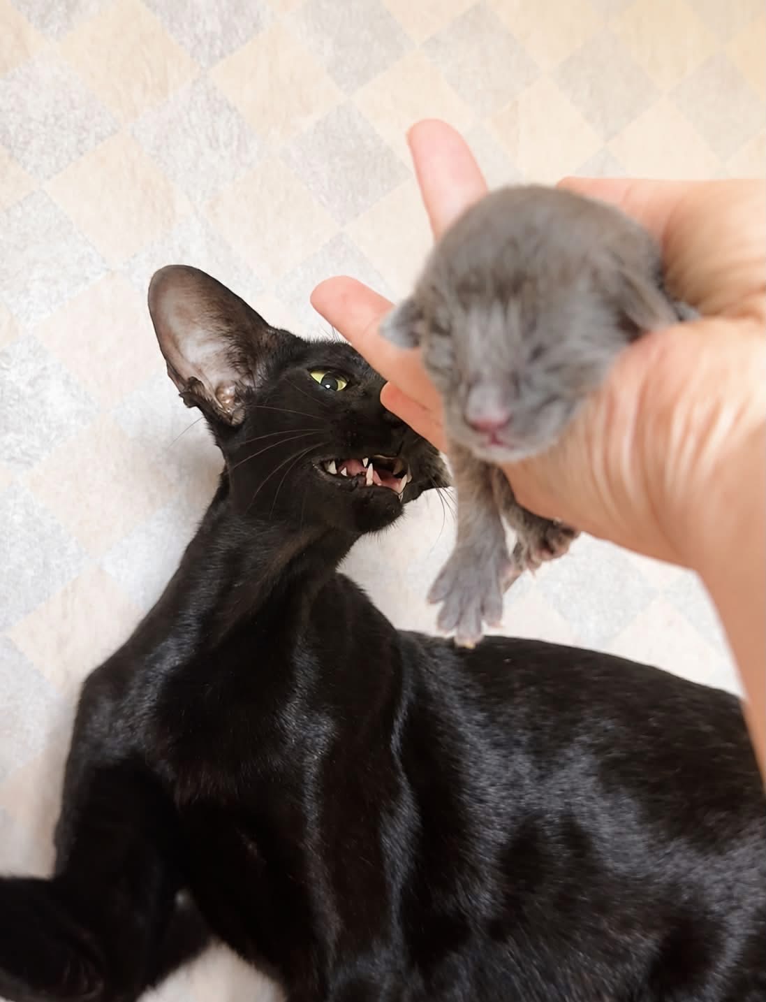 Xamira, chatte Oriental Shorthair noire aux yeux verts, avec un chaton bleu de la portée 2026 des Chats Chiens du Siam