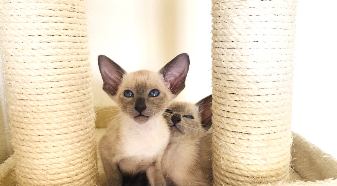 Deux chatons siamois blue point câlins entre les colonnes d'un arbre à chat