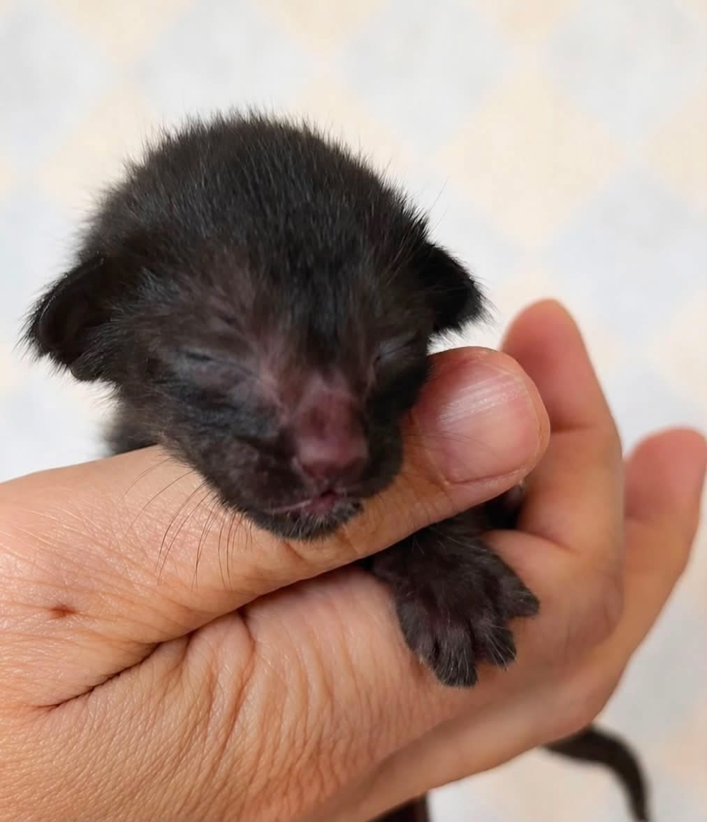 Portrait de Nala, chaton Oriental Shorthair noir de la portée 2026 des Chats Chiens du Siam