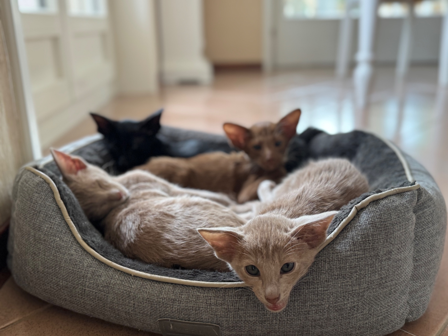 Fratrie de chatons Orientaux dans leur panier