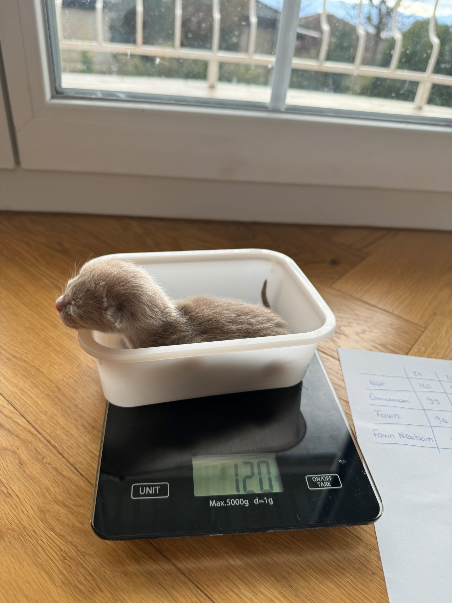 Chaton nouveau-né pesé sur la balance — 120 g