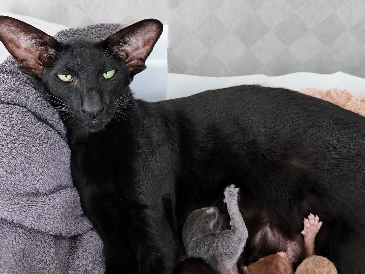 Xamira, chatte Oriental Shorthair noire, allaitant ses cinq chatons nés le 25 août 2026 à l'élevage Les Chats Chiens du Siam