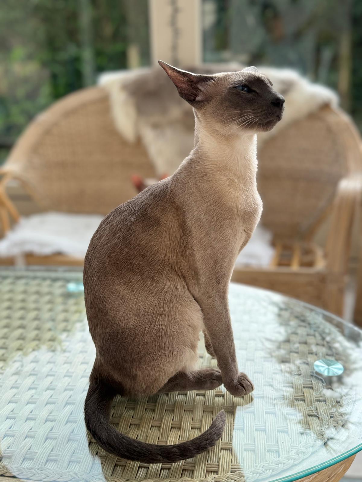 Chatte siamoise adulte au profil élancé, assise dans la véranda de l'élevage de Lavigny